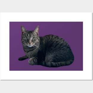 Tabby Cutie Posters and Art